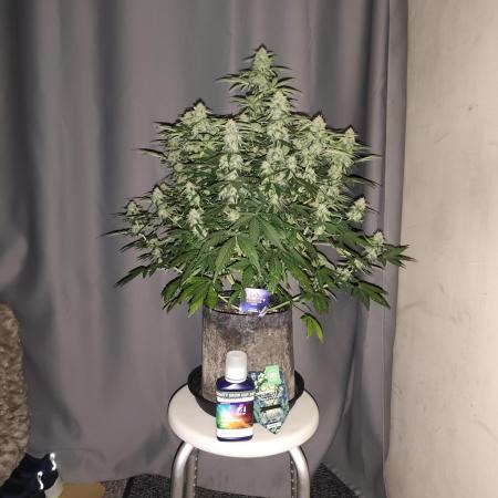 Eternity grow cup sticky broccoli auto
