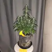 Original sensible seeds