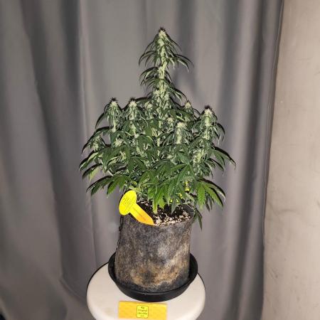 Original sensible seeds