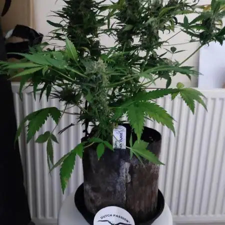 Dutch passion auto banana blaze
