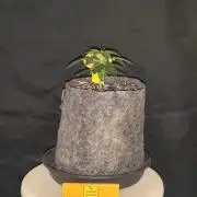Original sensible seeds