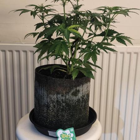 IZI Seeds Grow Report Contest 2025