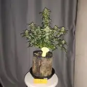 Original sensible seeds