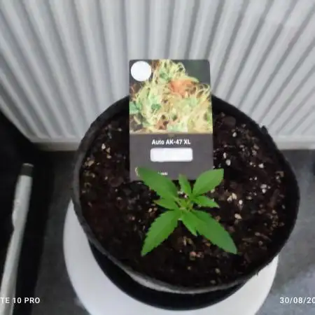 Divine seeds competition