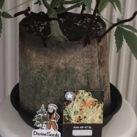 Divine seeds competition