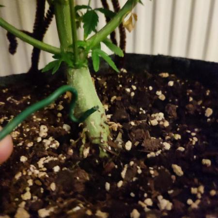 Divine seeds competition