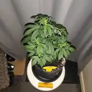 Original sensible seeds