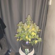 Eternity grow cup sticky broccoli auto