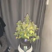 Eternity grow cup sticky broccoli auto