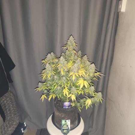 Eternity grow cup sticky broccoli auto