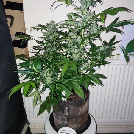 Dutch passion auto banana blaze