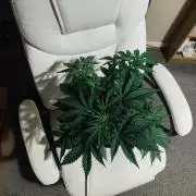 Original sensible seeds