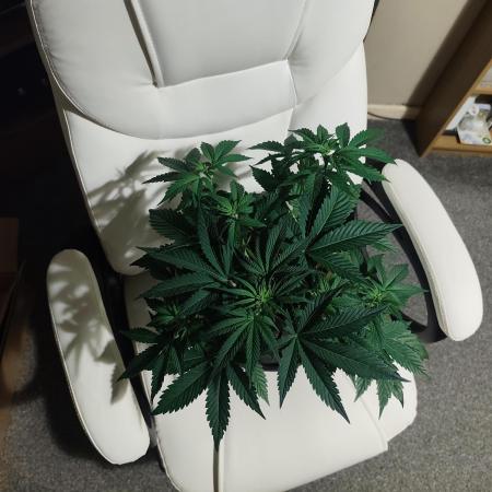 Original sensible seeds