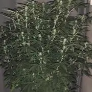 AK-47 XL