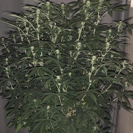 AK-47 XL