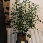 Divine seeds competition