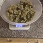 Divine seeds competition