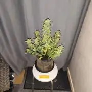 Original sensible seeds