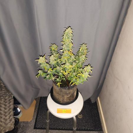 Original sensible seeds