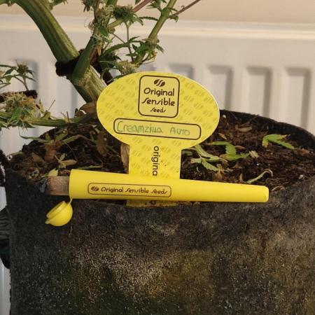 Original sensible seeds