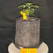 Original sensible seeds