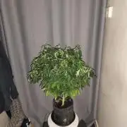 AK-47 XL