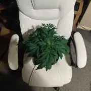 Original sensible seeds