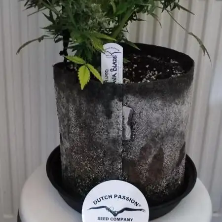 Dutch passion auto banana blaze