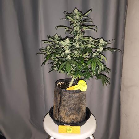 Original sensible seeds