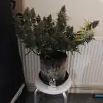 Divine seeds competition