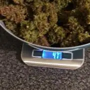 Divine seeds competition