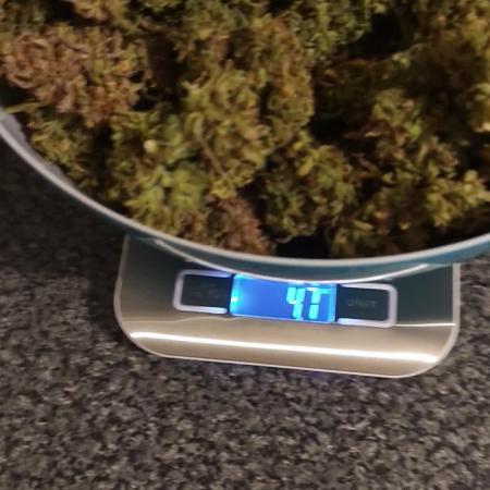 Divine seeds competition