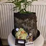 Divine seeds competition