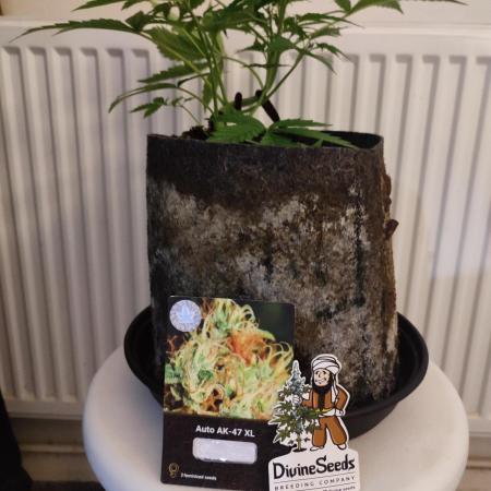 Divine seeds competition