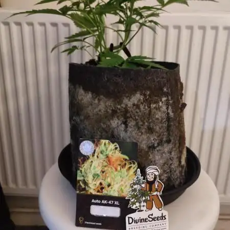 Divine seeds competition