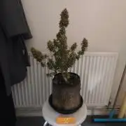 Original sensible seeds
