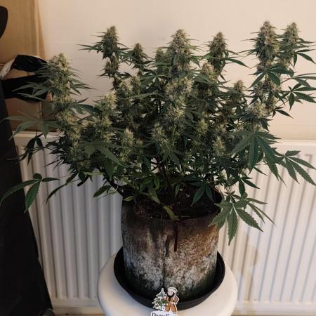 Divine seeds competition