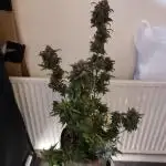 Dutch passion auto banana blaze