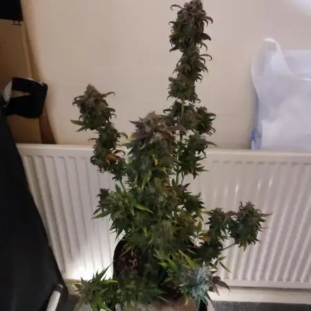 Dutch passion auto banana blaze