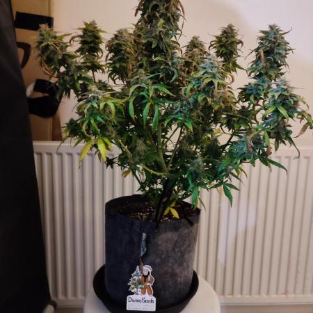 Divine seeds competition