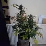 Dutch passion auto banana blaze
