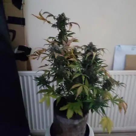 Dutch passion auto banana blaze