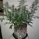 Divine seeds competition