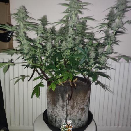 Divine seeds competition