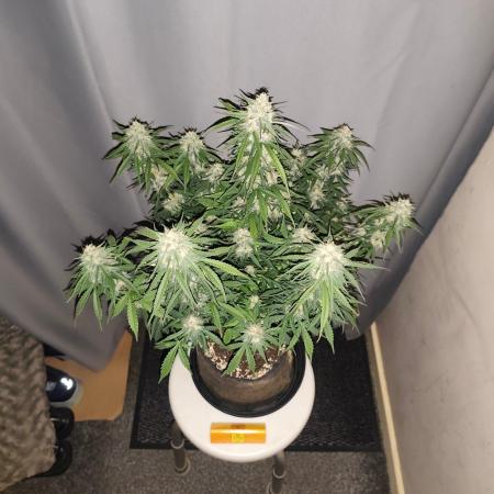 Original sensible seeds