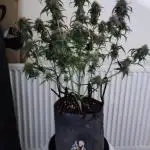 Divine seeds competition