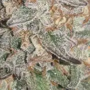 Original sensible seeds