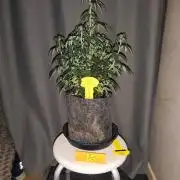 Original sensible seeds