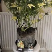 Divine seeds competition