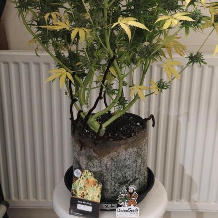 Divine seeds competition